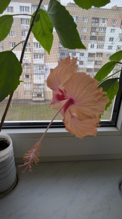 Гибискус персикового цвета, с длинным пестиком.Очень быстро растет, неприхотлив . . фото 3
