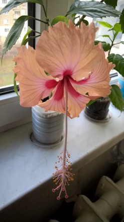Гибискус персикового цвета, с длинным пестиком.Очень быстро растет, неприхотлив . . фото 2