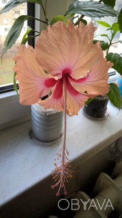 Гибискус персикового цвета, с длинным пестиком.Очень быстро растет, неприхотлив . . фото 1