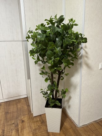 Продам штучні дерева. Хмельницький. фото 1 Продам штучні дерева. Хмельницький. фото 1