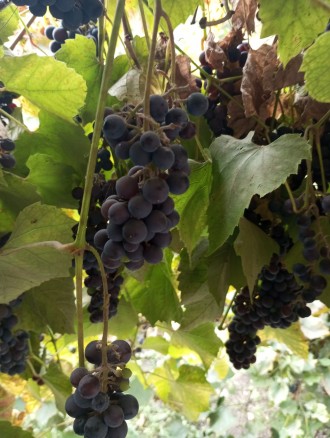 Виноград для вина чи сока 25 грн за кг п'ятницю і суботу привоз. . фото 2