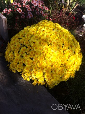 Хризантема мультифлора жовтого кольору. Великий кущ 200 грн.. . фото 1