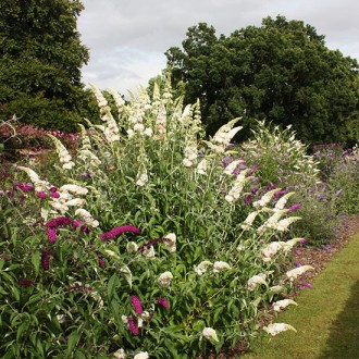 Будлея давида Вайт Профьюжн / Buddleja davidii White Profusion
Декоративный лист. . фото 3