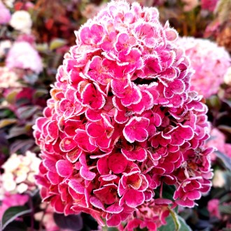 Гортензия Фрамбозин / С5 / Hydrangea paniculata Framboisine. Балаклея. фото 1 Гортензия Фрамбозин / С5 / Hydrangea paniculata Framboisine. Балаклея. фото 1