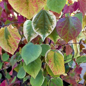 Церцис канадский Каролина Свитхат / Cercis canadensis Carolina Sweetheart
Неболь. . фото 3