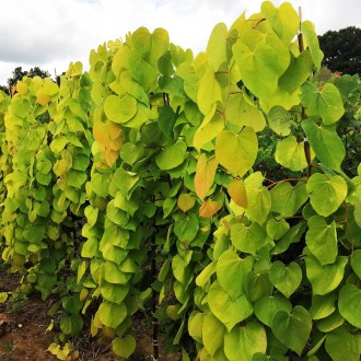 Церцис канадский Голден Фолс / Cercis canadensis Golden Falls
Новый сорт церциса. . фото 2