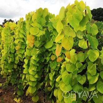 Церцис канадский Голден Фолс / Cercis canadensis Golden Falls
Новый сорт церциса. . фото 1