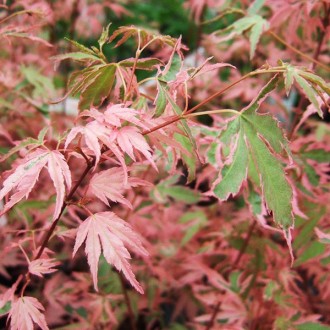 Клен японский Тейлор / Acer palmatum Taylor
Тонко нарезанные листья этого нового. . фото 5