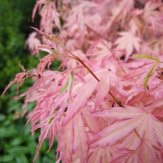 Клен японский Тейлор / Acer palmatum Taylor
Тонко нарезанные листья этого нового. . фото 2