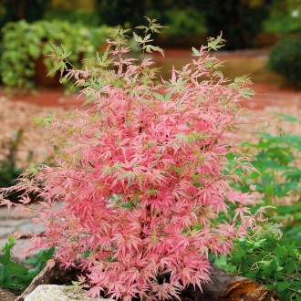 Клен японский Тейлор / Acer palmatum Taylor
Тонко нарезанные листья этого нового. . фото 3