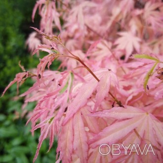 Клен японский Тейлор / Acer palmatum Taylor
Тонко нарезанные листья этого нового. . фото 1