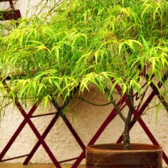 Клен японский Кото-но-ито / Acer palmatum Koto-no-ito
Кото-но-ито — медленно рас. . фото 7