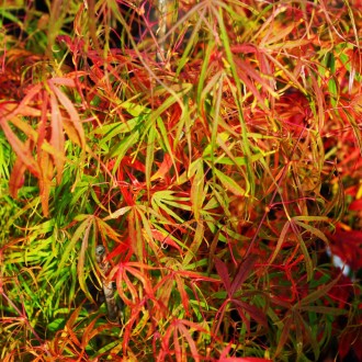 Клен японский Кото-но-ито / Acer palmatum Koto-no-ito
Кото-но-ито — медленно рас. . фото 3