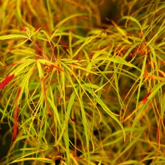 Клен японский Кото-но-ито / Acer palmatum Koto-no-ito
Кото-но-ито — медленно рас. . фото 2
