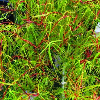 Клен японский Кото-но-ито / Acer palmatum Koto-no-ito
Кото-но-ито — медленно рас. . фото 5