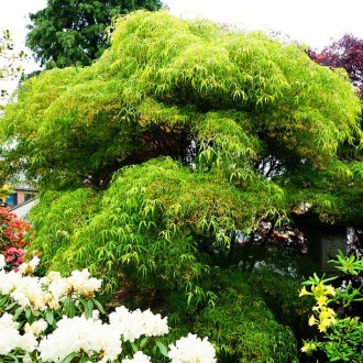 Клен японский Кото-но-ито / Acer palmatum Koto-no-ito
Кото-но-ито — медленно рас. . фото 8
