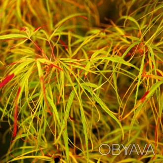 Клен японский Кото-но-ито / Acer palmatum Koto-no-ito
Кото-но-ито — медленно рас. . фото 1