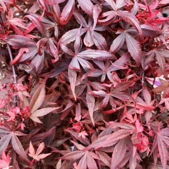 Клен японский Хайм Шоджо / Acer palmatum Hime Shojo
Это новый карликовый сорт кл. . фото 2