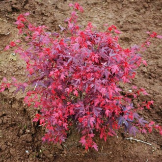 Клен японский Хайм Шоджо / Acer palmatum Hime Shojo
Это новый карликовый сорт кл. . фото 4