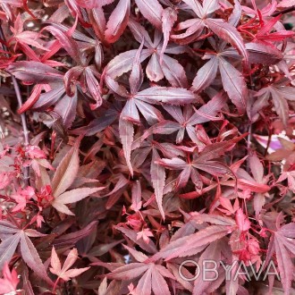 Клен японский Хайм Шоджо / Acer palmatum Hime Shojo
Это новый карликовый сорт кл. . фото 1