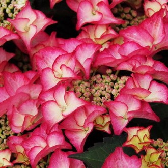 Гортензия крупнолистная Тиффани Пинк / Hydrangea macrophylla Tiffany pink
Гортен. . фото 2