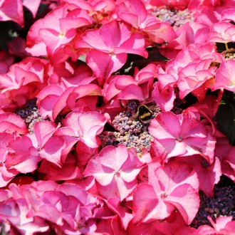 Гортензия крупнолистная Тиффани Пинк / Hydrangea macrophylla Tiffany pink
Гортен. . фото 3