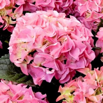  Гортензия крупнолистная Эрли Пинк / Hydrangea macrophylla Early Pink
Благодаря . . фото 5