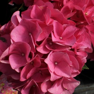  Гортензия крупнолистная Эрли Пинк / Hydrangea macrophylla Early Pink
Благодаря . . фото 4