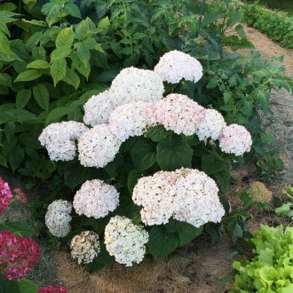 Гортензия древовидная Минибель Пинк / Р9 / Hydrangea Minibell. Балаклея. фото 1