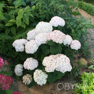 Гортензия древовидная Минибель Пинк / Р9 / Hydrangea Minibell