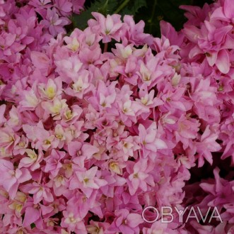  Гортензия крупнолистная Меджикал Фарфалла / Hydrangea macrophylla Magical Farfa. . фото 1