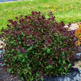 Спирея японская Мерло Грин / Р9 / Spiraea japonica Merlo Green. Балаклея. фото 1 Спирея японская Мерло Грин / Р9 / Spiraea japonica Merlo Green. Балаклея. фото 1