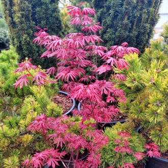 Клен японский Тромпенбург / Acer palmatum Trompenburg
Красивейший японский клен . . фото 5