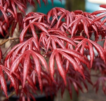 Клен японский Тромпенбург / Acer palmatum Trompenburg
Красивейший японский клен . . фото 7