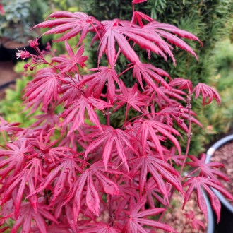 Клен японский Тромпенбург / Acer palmatum Trompenburg
Красивейший японский клен . . фото 4