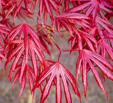 Клен японский Тромпенбург / Acer palmatum Trompenburg
Красивейший японский клен . . фото 6