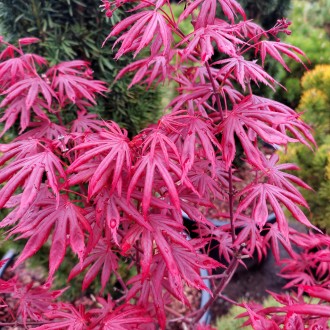 Клен японский Тромпенбург / Acer palmatum Trompenburg
Красивейший японский клен . . фото 3