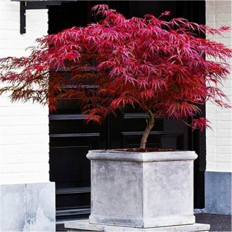 Клен японский Фаеркрекер / Acer palmatum Firecracker
Бордовая перистая листва ос. . фото 2