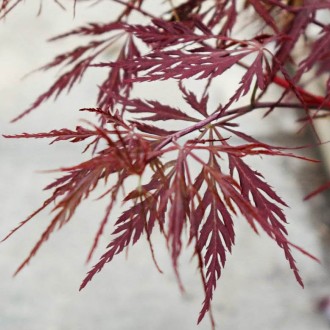 Клен японский Фаеркрекер / Acer palmatum Firecracker
Бордовая перистая листва ос. . фото 4