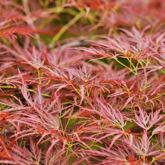 Клен японский Орнатум / Acer palmatum Ornatum
Красивые, похожие на кружево, фили. . фото 3