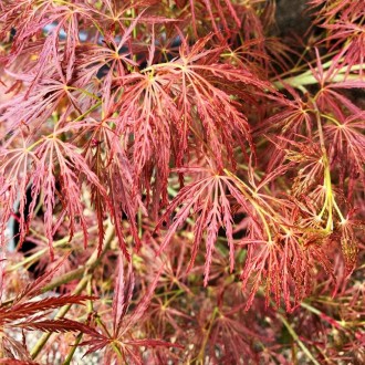 Клен японский Орнатум / Acer palmatum Ornatum
Красивые, похожие на кружево, фили. . фото 5