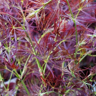 Клен японский Орнатум / Acer palmatum Ornatum
Красивые, похожие на кружево, фили. . фото 4