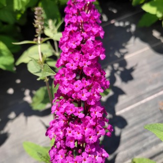 Будлея давида Роял Ред / Buddleja davidii Royal Red
Один из самых ярких сортов б. . фото 3