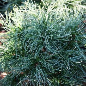 Сосна веймутова Сквиглс / Pinus strobus Squigles
Это карликовое хвойное растение. . фото 3