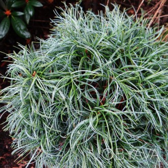 Сосна веймутова Сквиглс / Pinus strobus Squigles
Это карликовое хвойное растение. . фото 1
