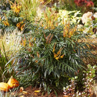 Магония вечнозеленая Вулкан / Mahonia Volcano
Магония Вулкан показывает извержен. . фото 3