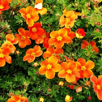 Лапчатка кустовая Оранж Стар / Potentilla Orange Star
 Окраска цветков яркая, ор. . фото 4