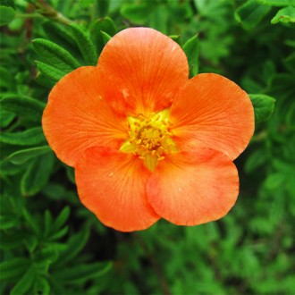 Лапчатка кустовая Оранж Стар / Potentilla Orange Star
 Окраска цветков яркая, ор. . фото 2