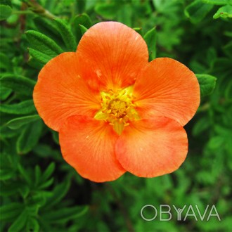Лапчатка кустовая Оранж Стар / Potentilla Orange Star
 Окраска цветков яркая, ор. . фото 1