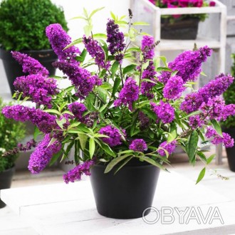 Будлея давида Тутти Фрутти / Buddleja davidii Tutti Fruitti
Карликовый куст будл. . фото 1